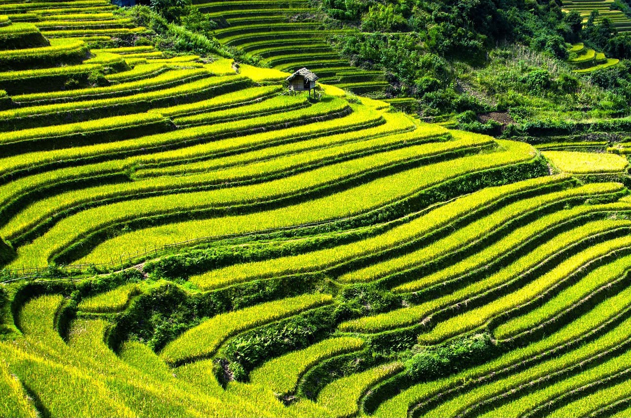 Lahan persawahan